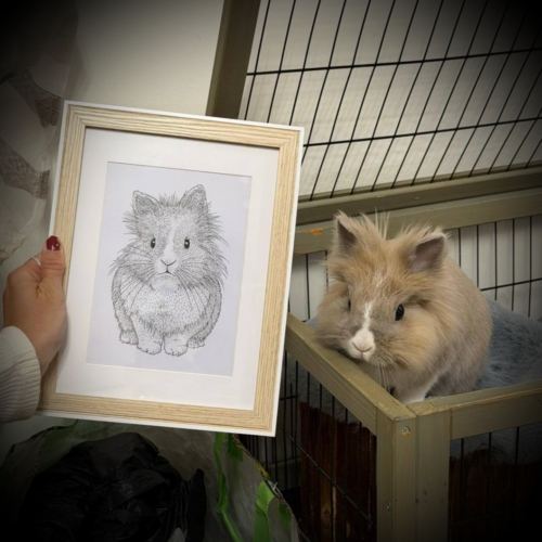 Portrait animalier : Lapin nain
