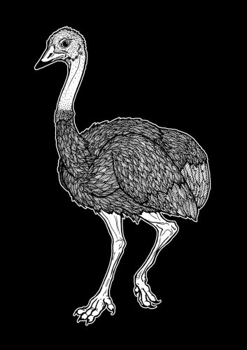 Autruche