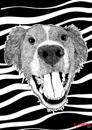 Border - Portrait Animalier