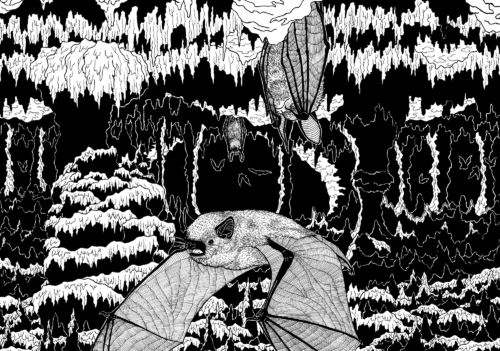 Chauve-souris