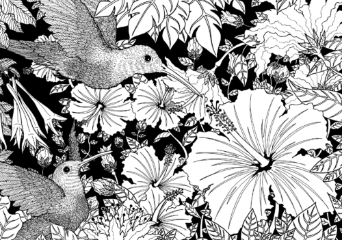 Colibris