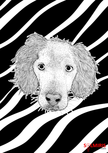 Epagneul - Portrait Animalier