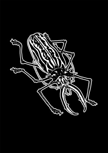 Insecte
