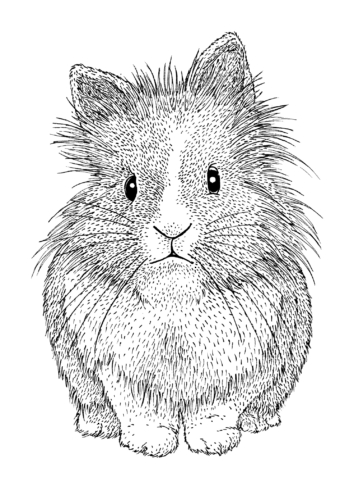 Portrait animalier : Lapin nain