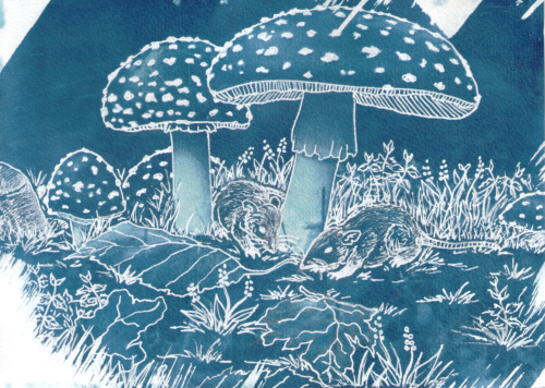 Musaraignes-et-champignons