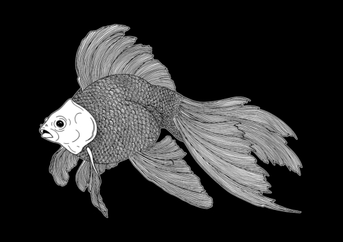 Poisson 02