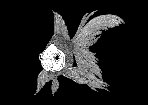 Poisson 03