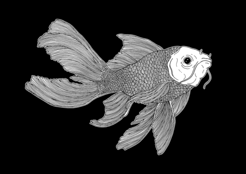 Poisson 01