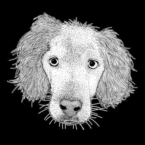 Epagneul - Portrait Animalier