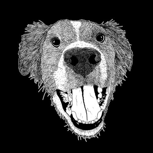 Border - Portrait Animalier