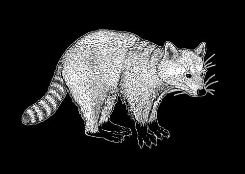 Raton-laveur