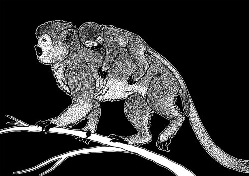 Singe et son petit
